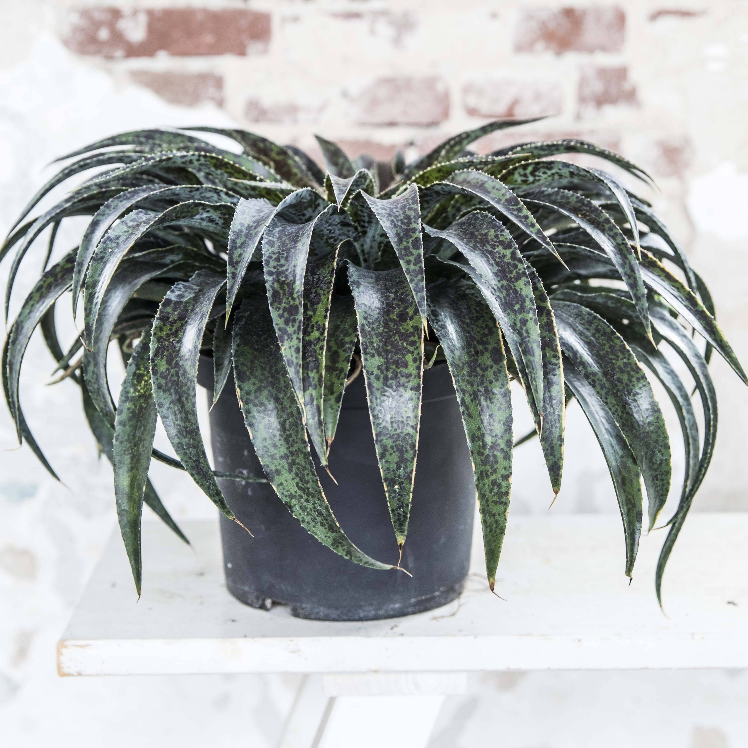 Mangave Mangavé Inkblot Pot de 3L/4L