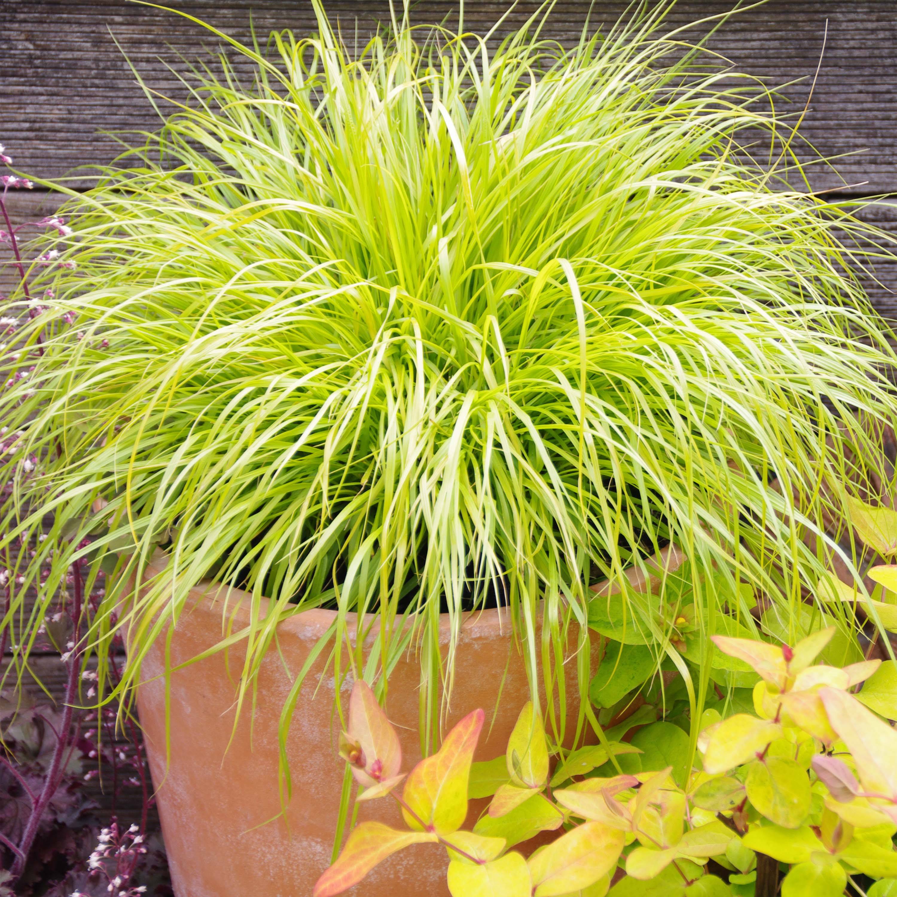 Pennisetum alopecuroides Hameln Gold - Herbe aux écouvillons dorée. Godet de 8/9 cm