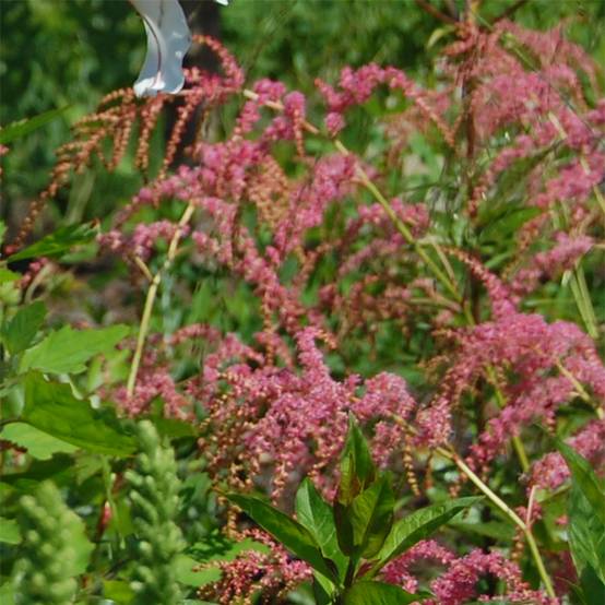 Astilbe thunbergii Straussenfeder - Astilbe Ostrich Plume Godet de 8/9 cm