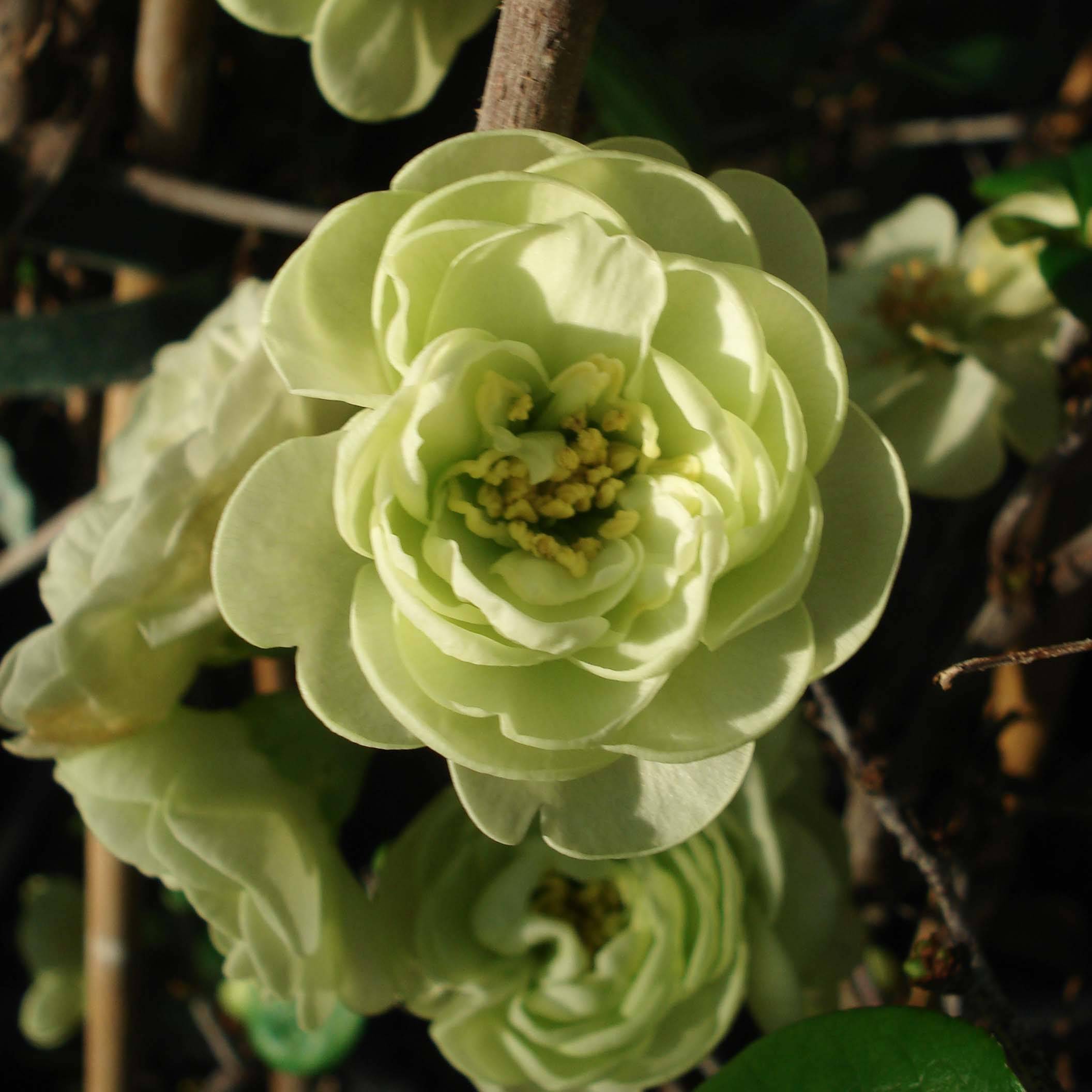 Promesse de Fleurs - Cognassier du Japon Kinshiden - Chaenomeles speciosa Pot de 3L/4L - Image 1