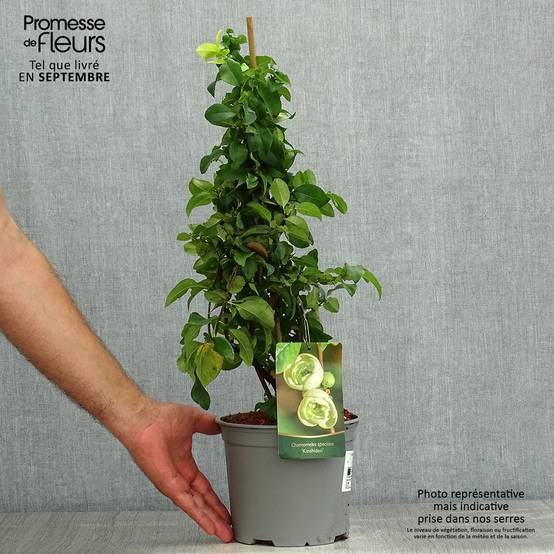 Promesse de Fleurs - Cognassier du Japon Kinshiden - Chaenomeles speciosa Pot de 3L/4L - Image 2
