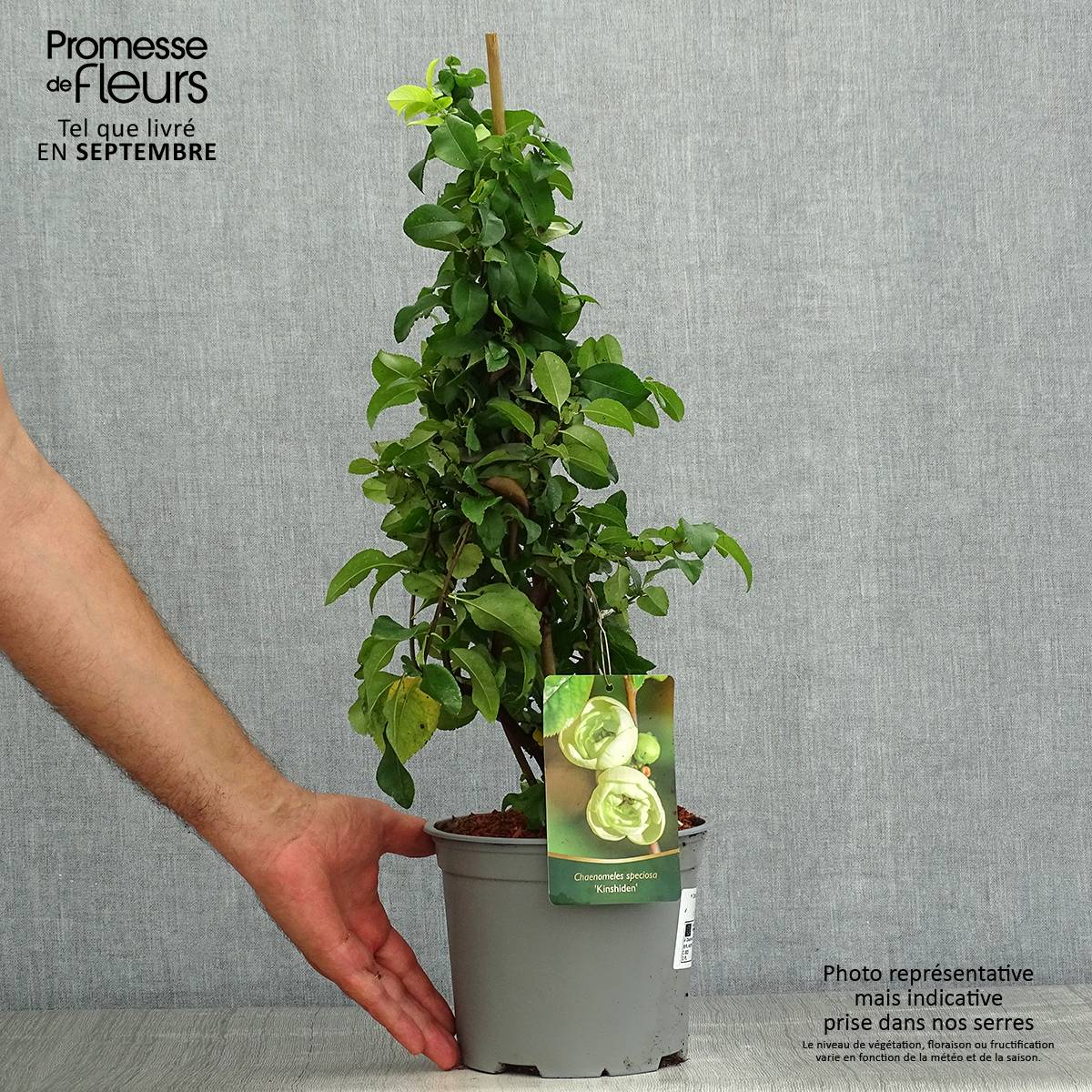 Promesse de Fleurs - Cognassier du Japon Kinshiden - Chaenomeles speciosa Pot de 3L/4L - Image 2