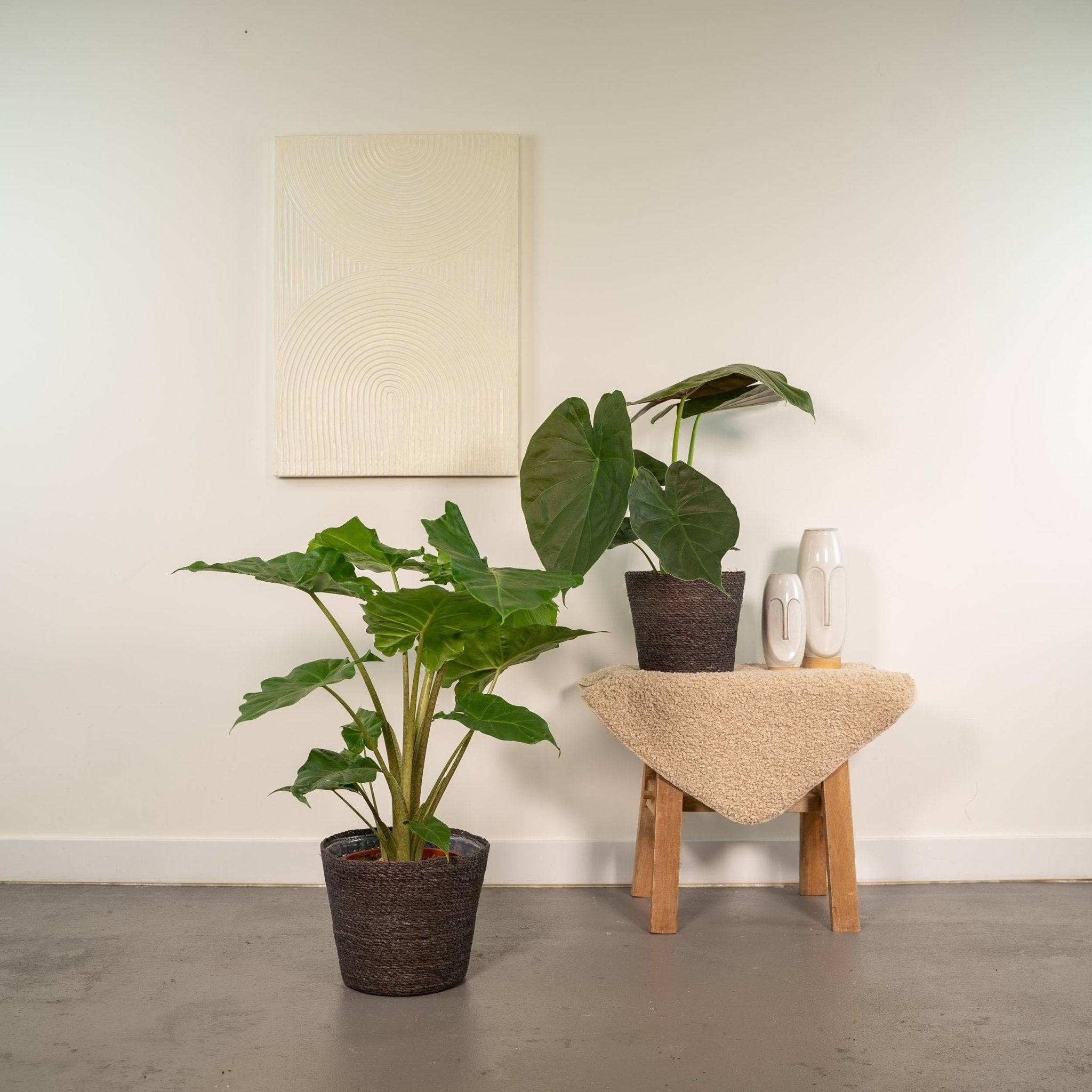 La Green Touch - Coffret Alocasia Wenii, Alocasia Portodora - Lot de 2 plantes 80cm - Plante d'intérieur- La Green Touch - Image 4