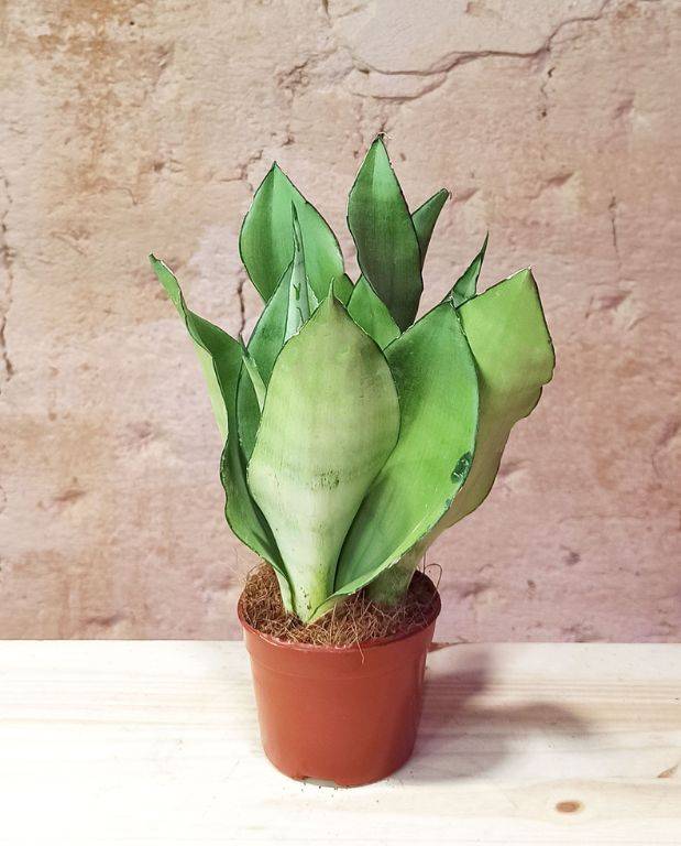 Sansevieria trifasciata 'Moonshine' - Langue de Belle-Mere D. 12cm H. 30cm - Plante d'intérieur - IndoorPoppies - Image 4