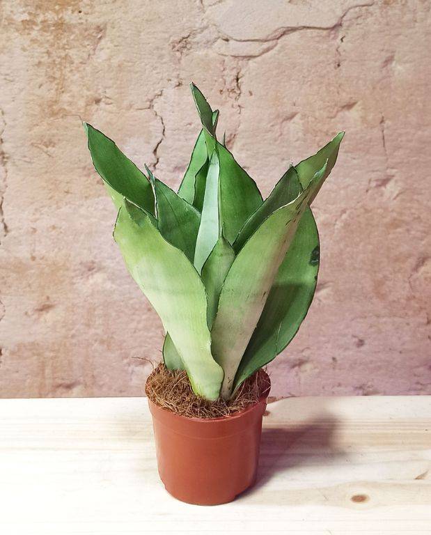 Sansevieria trifasciata 'Moonshine' - Langue de Belle-Mere D. 12cm H. 30cm - Plante d'intérieur - IndoorPoppies - Image 3