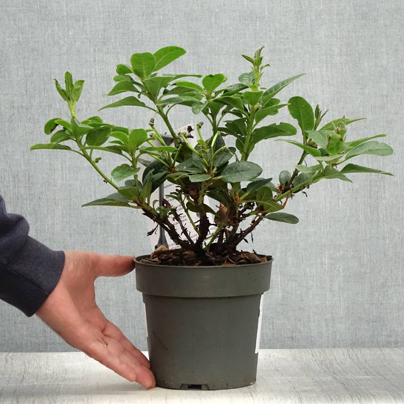 Rhododendron Scarlet Wonder - Rhododendron nain. Pot de 2L/3L - Gamm vert