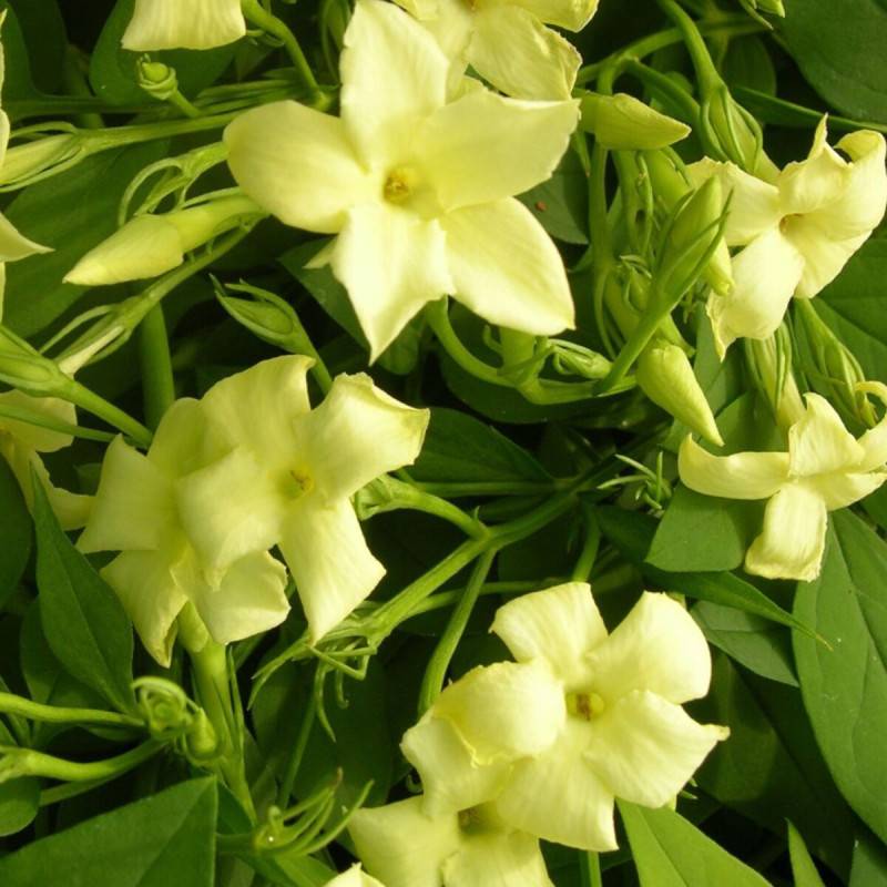 Jasmin blanc Clotted Cream® 'Devon Cream' à fleurs Jaune - feuillage Caduc - Godet - 5/20 cm- hauteur à maturité De 3,00 m à 5,00 m - Image 10
