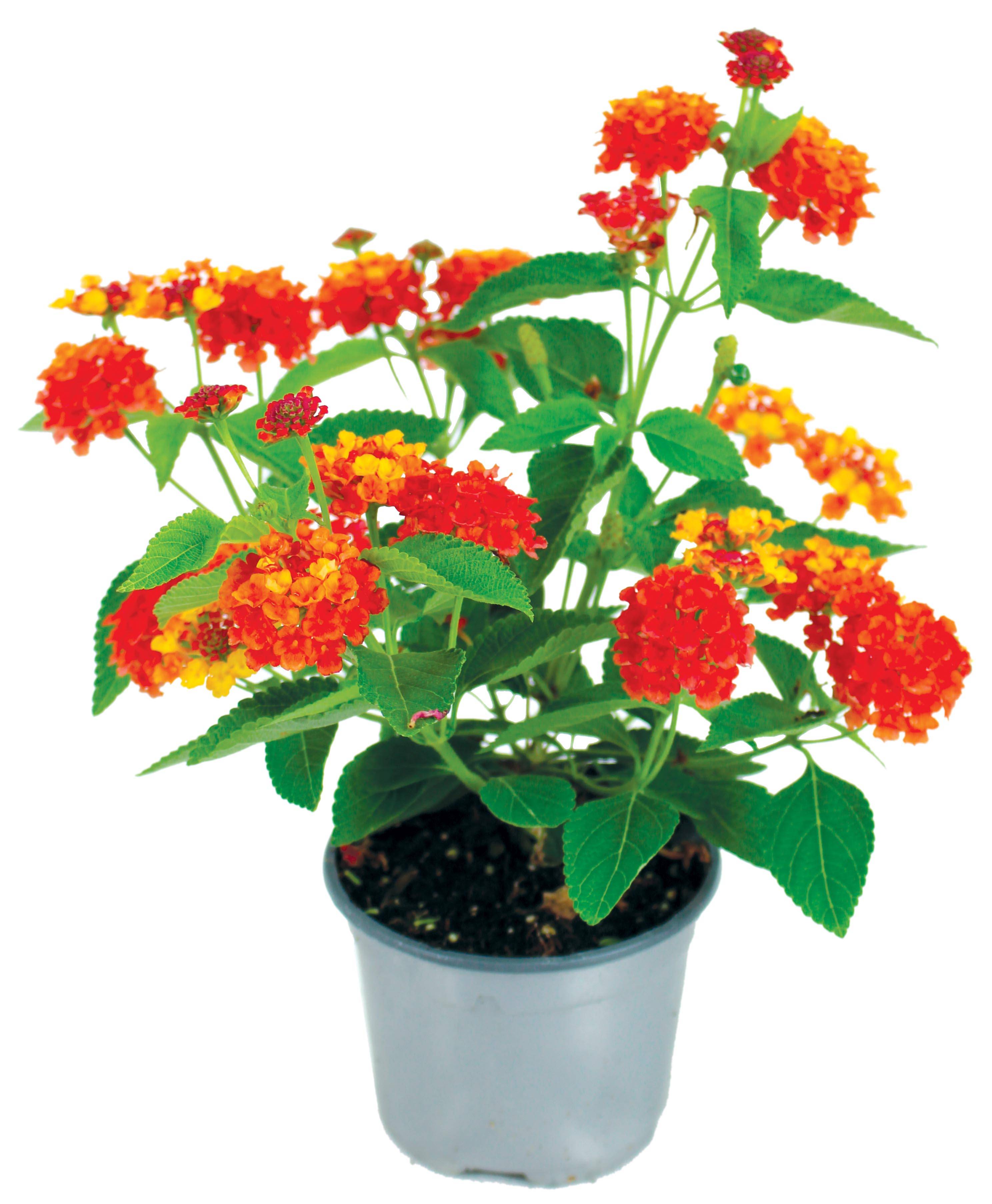 Lantana pot 10,5 cm