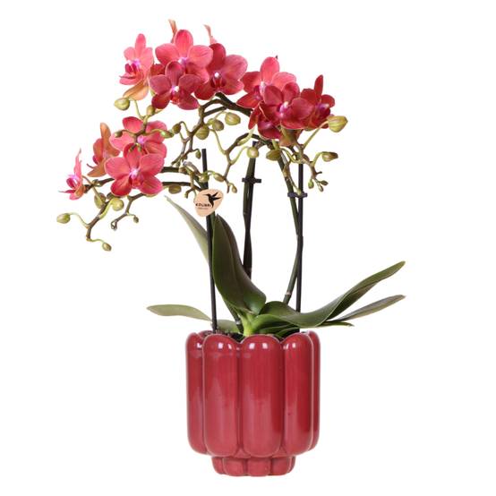Orchidée Phalaenopsis 'Congo' rouge - Pot de 9cm - Rétro rouge - Plantes d'intérieur - Image 1