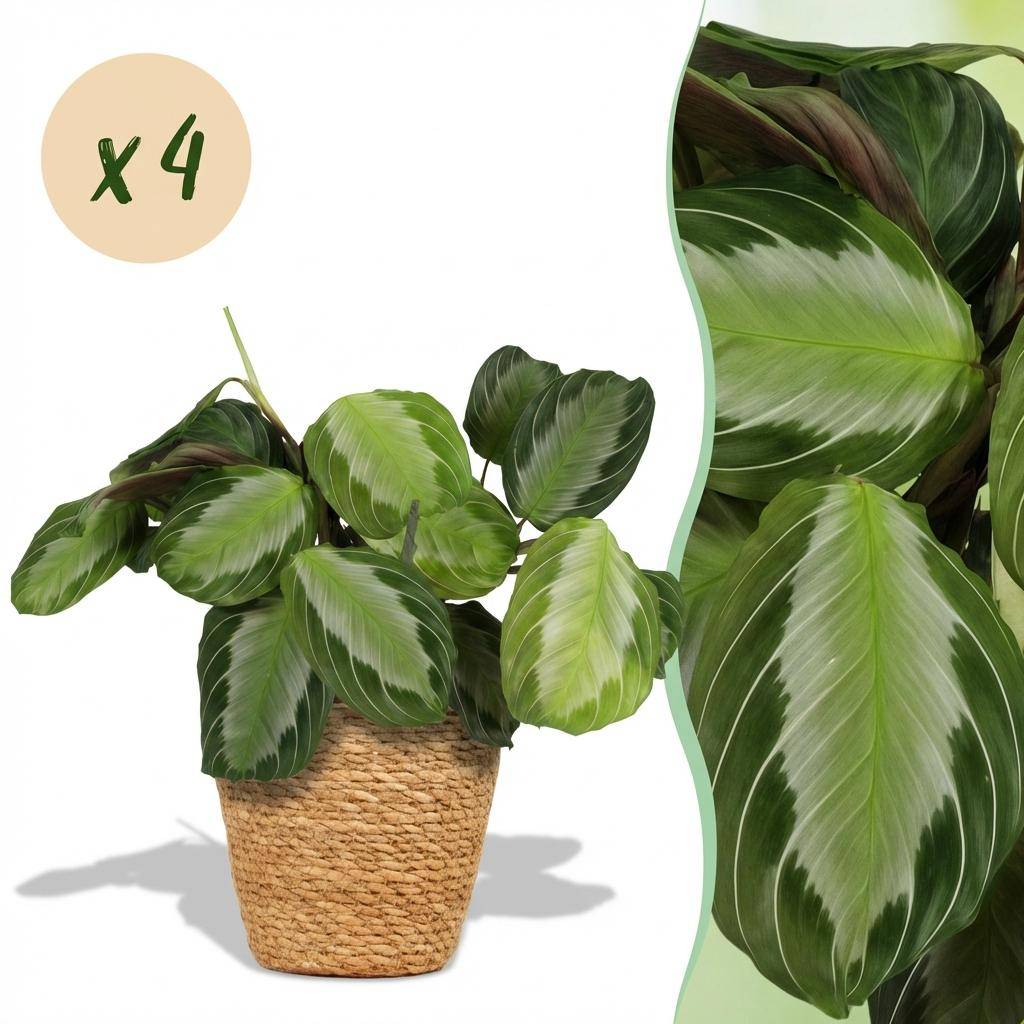 Maranta Fascinator Silverband - Pet-friendly - Pot de 12cm - Hauteur 25-35cm - 4 plantes - Panier - Plantes d'intérieur - Image 1