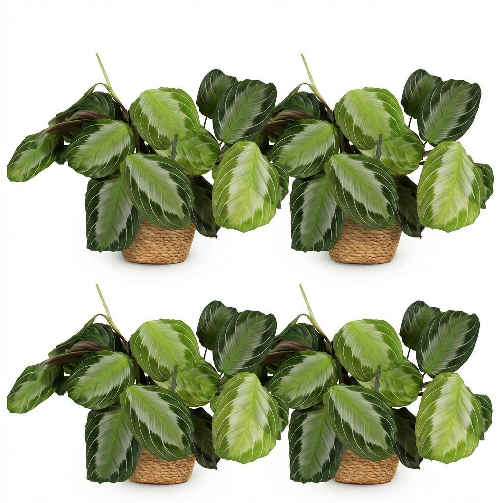 Maranta Fascinator Silverband - Pet-friendly - Pot de 12cm - Hauteur 25-35cm - 4 plantes - Panier - Plantes d'intérieur - Image 2