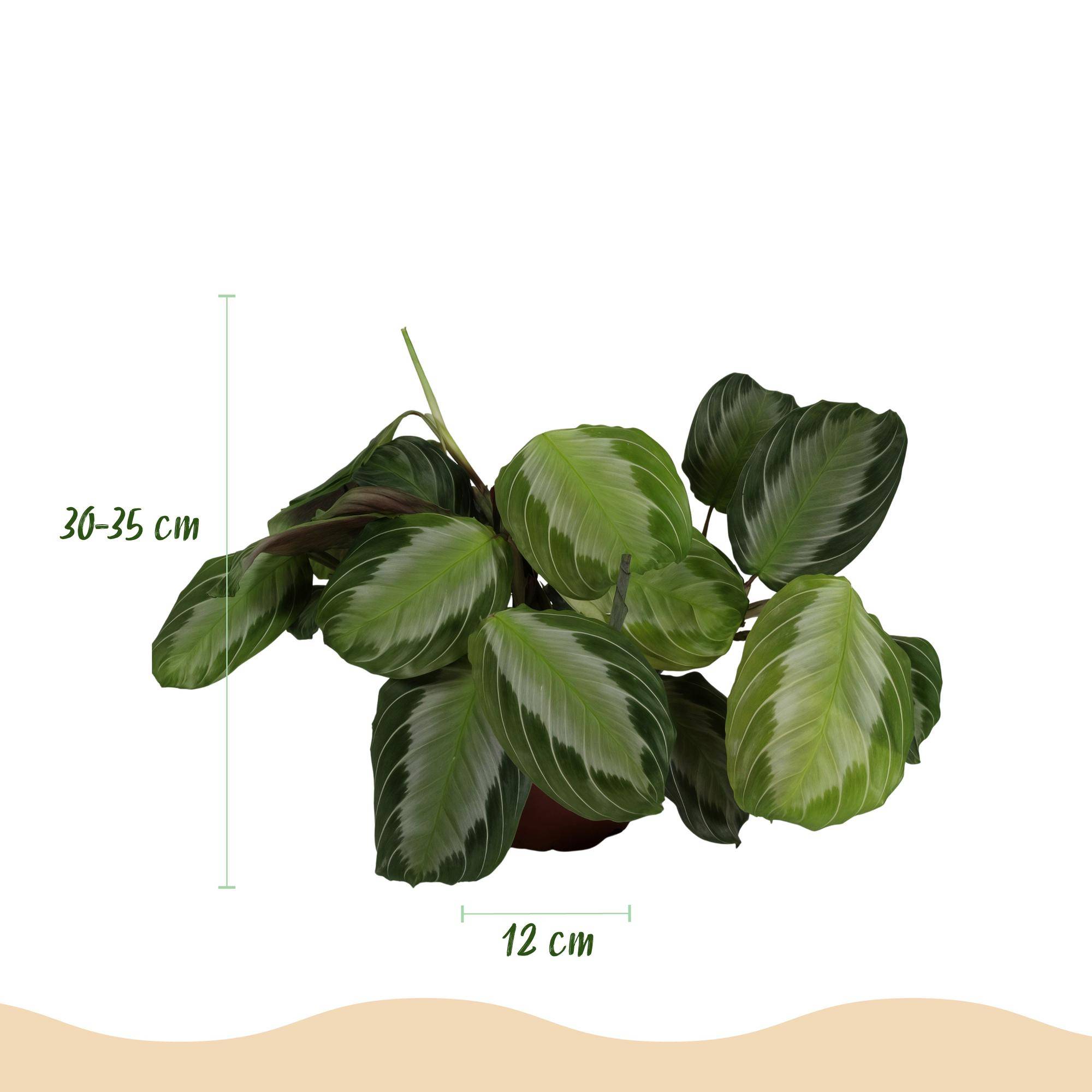 Maranta Fascinator Silverband - Pet-friendly - Pot de 12cm - Hauteur 25-35cm - 4 plantes - Panier - Plantes d'intérieur - Image 3