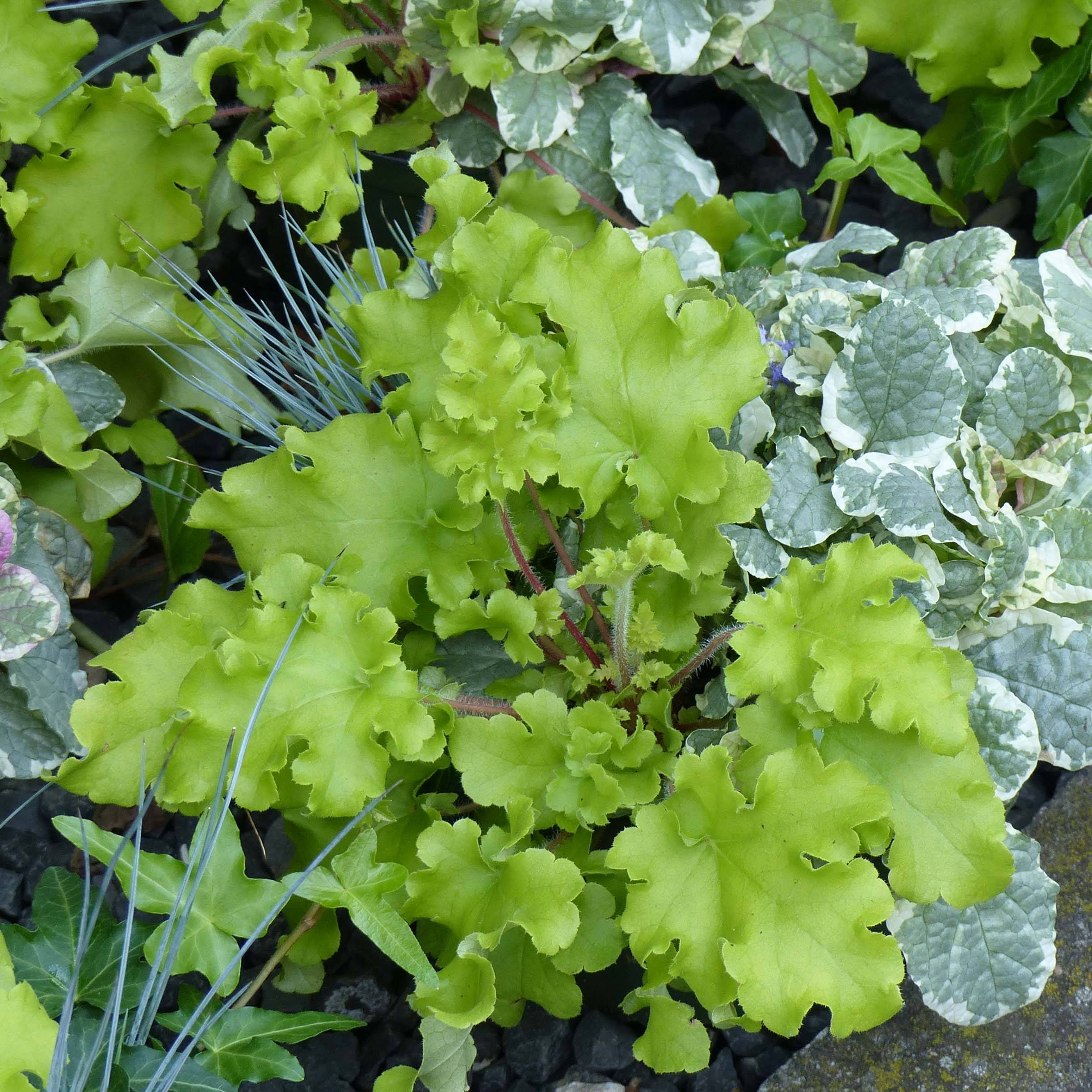 Promesse de Fleurs - Heuchère - Heuchera Lime Marmalade Godet de 8/9 cm