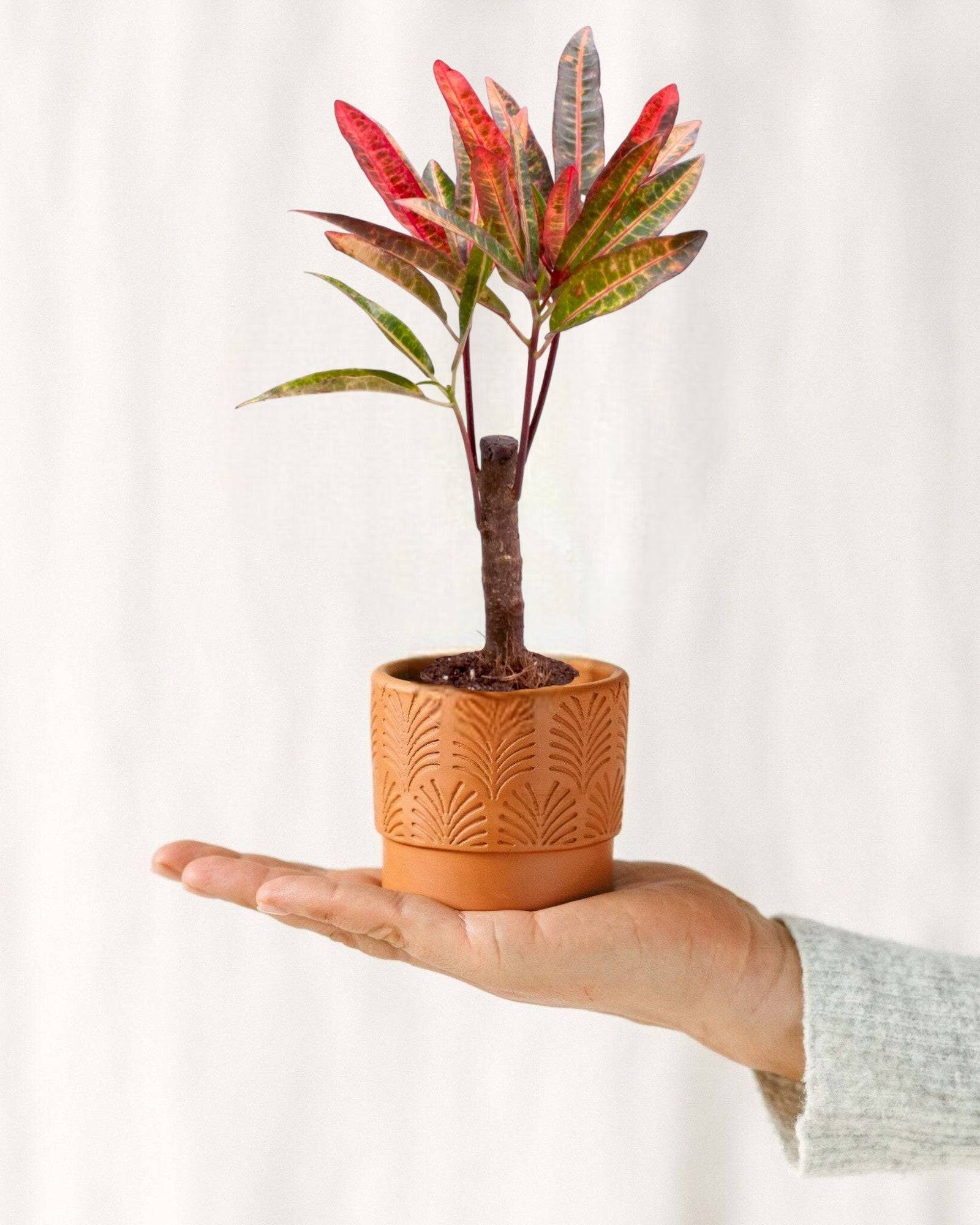 La Green Touch - Croton - H27cm