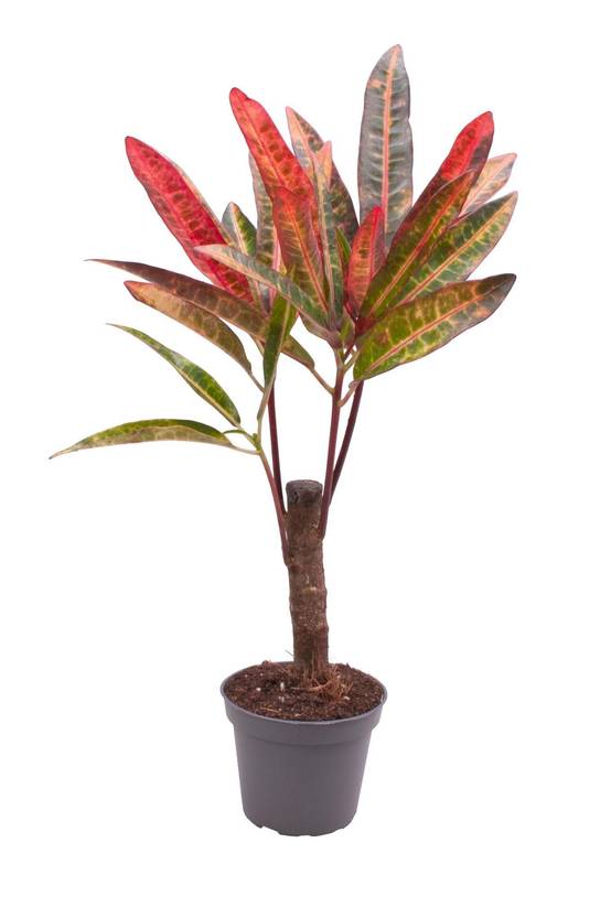 La Green Touch - Croton - H27cm - Image 2