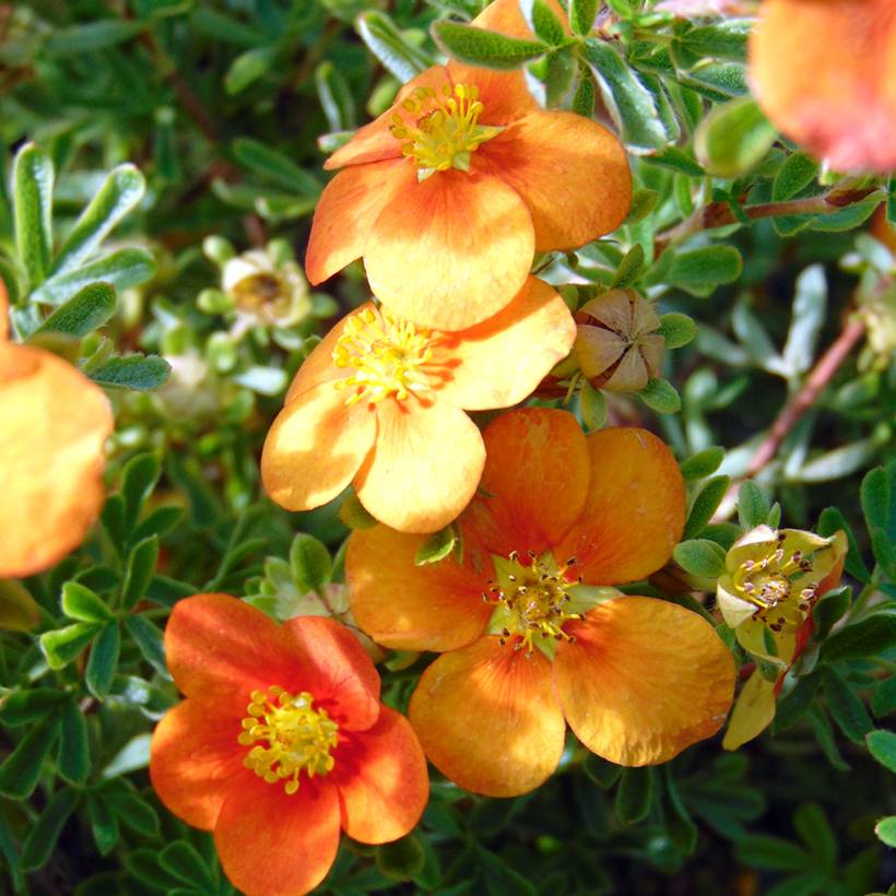 Promesse de Fleurs - Potentille arbustive Hopley's Orange Pot de 3L/4L - Image 1