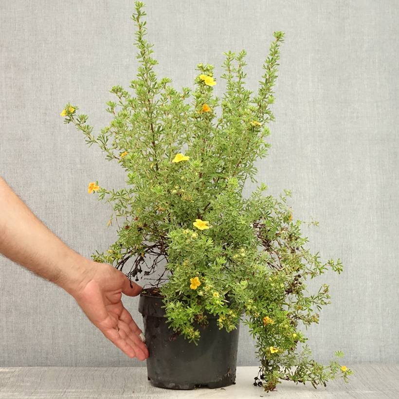 Promesse de Fleurs - Potentille arbustive Hopley's Orange Pot de 3L/4L - Image 2
