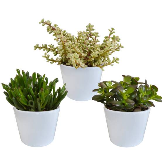 Coffret crassula et ses caches-pots blancs - Lot de 3 plantes, h21cm- La Green Touch - Image 2