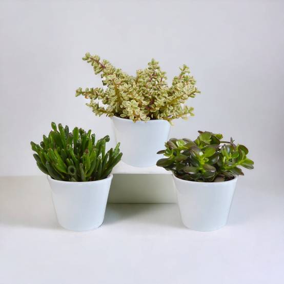 Coffret crassula et ses caches-pots blancs - Lot de 3 plantes, h21cm- La Green Touch - Image 1