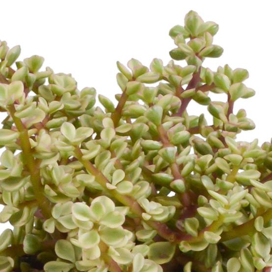 Coffret crassula et ses caches-pots blancs - Lot de 3 plantes, h21cm- La Green Touch - Image 4