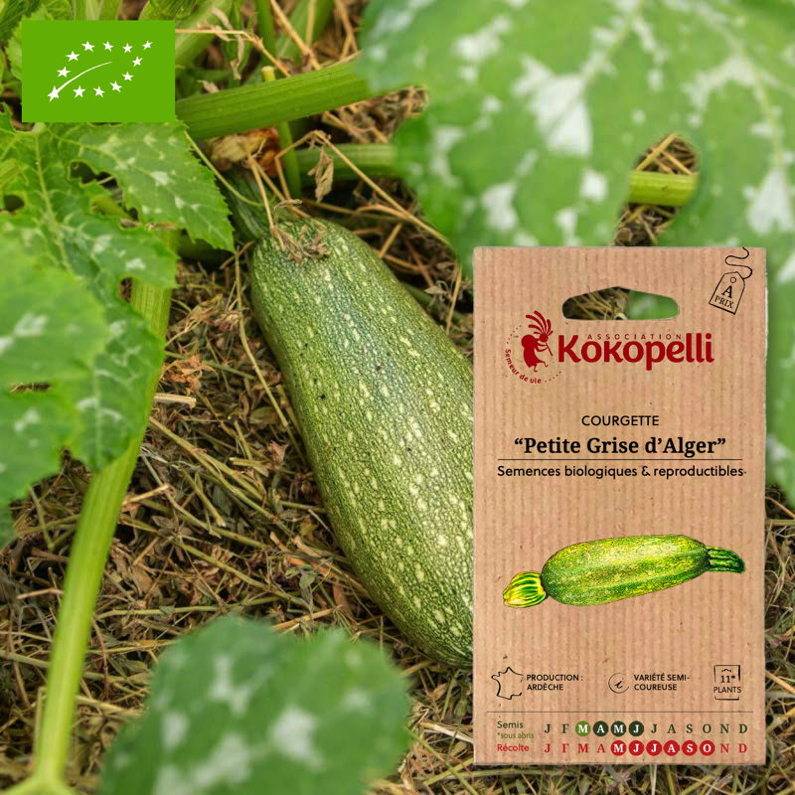 Association Kokopelli - Courgette Petite Grise d'Alger- Graines bio à semer - Image 1
