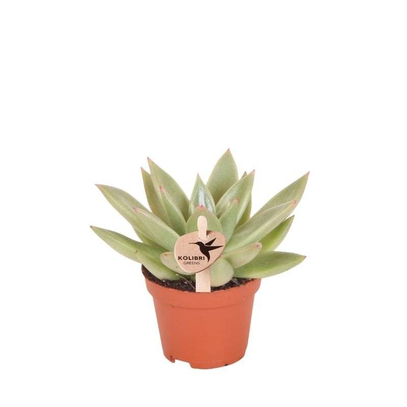 Succulente Echeveria Miranda - Ø6cm - ↕8cm - Plantes d'intérieur - Image 1