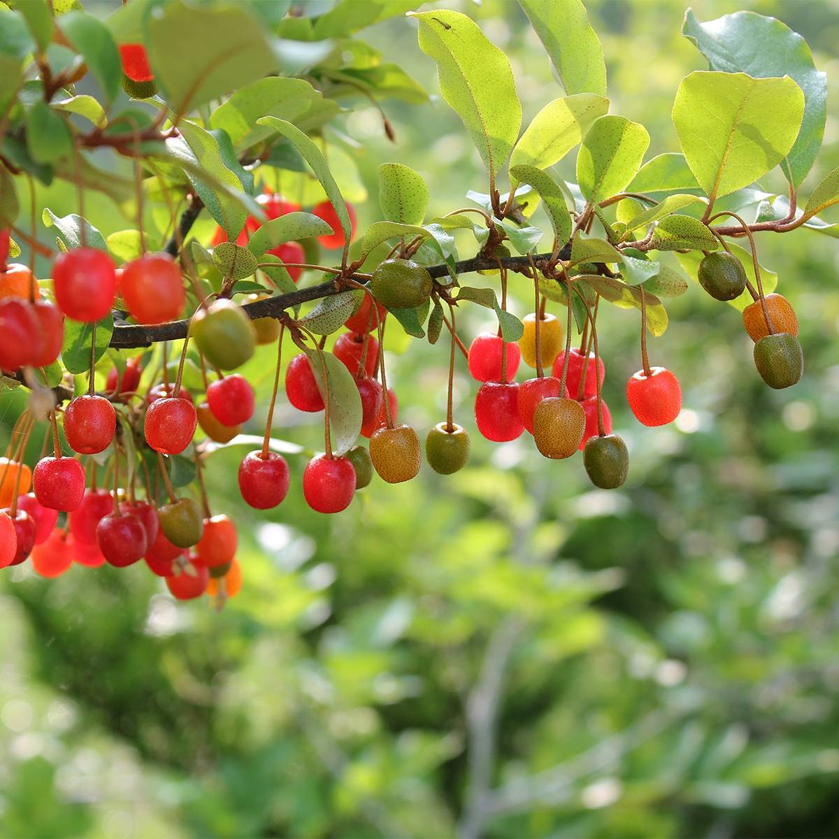 Elaeagnus umbellata Amoroso - Chalef en ombelles Pot de 2L/3L