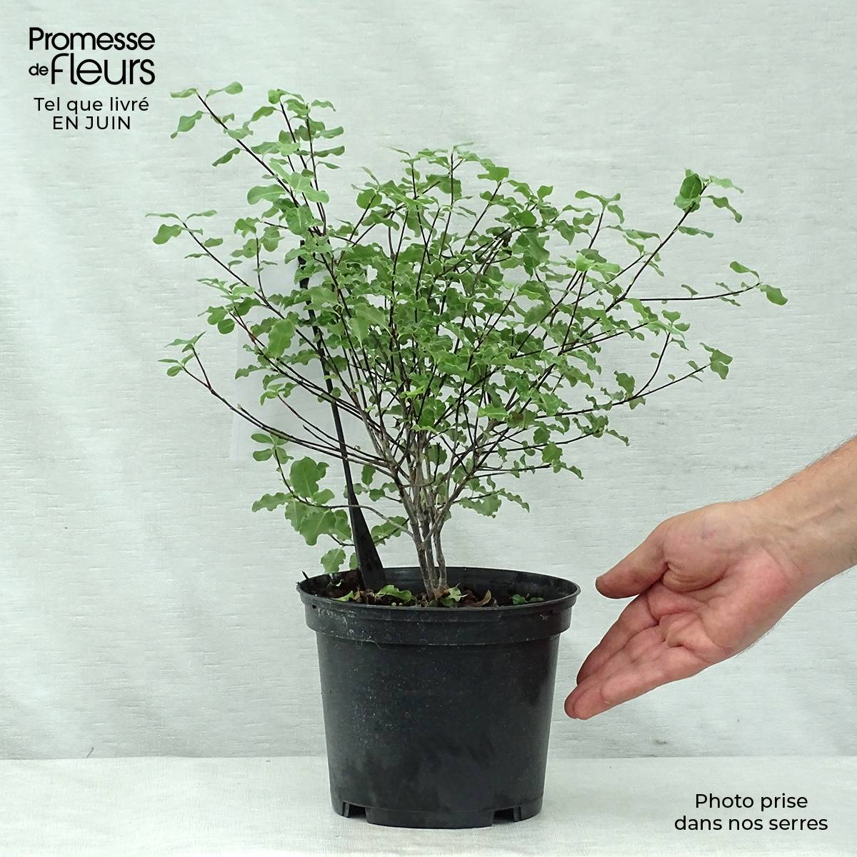Pittosporum tenuifolium Abbotsbury Gold Pot de 2L/3L - Image 2