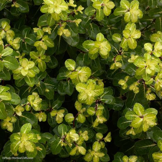 Pittosporum tenuifolium Abbotsbury Gold Pot de 2L/3L - Image 1