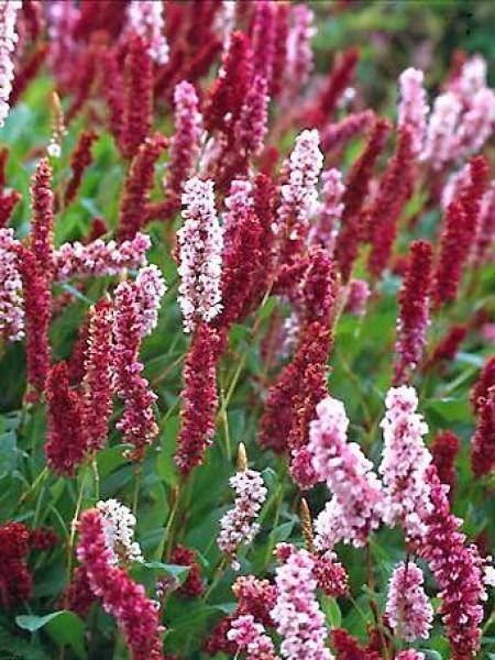 Renouée - Persicaria affinis Darjeeling Red Pot de 2L/3L