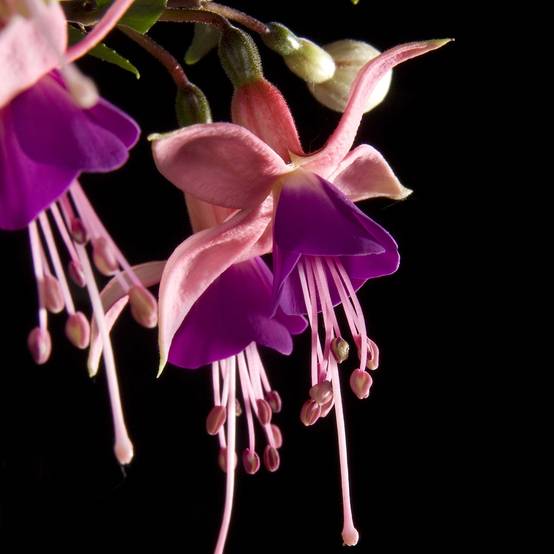 Fuchsia Rousalien Fuchsia semi-retombant Rosalien Mini-motte Ø 3/4 cm (par 5) - Gamm vert