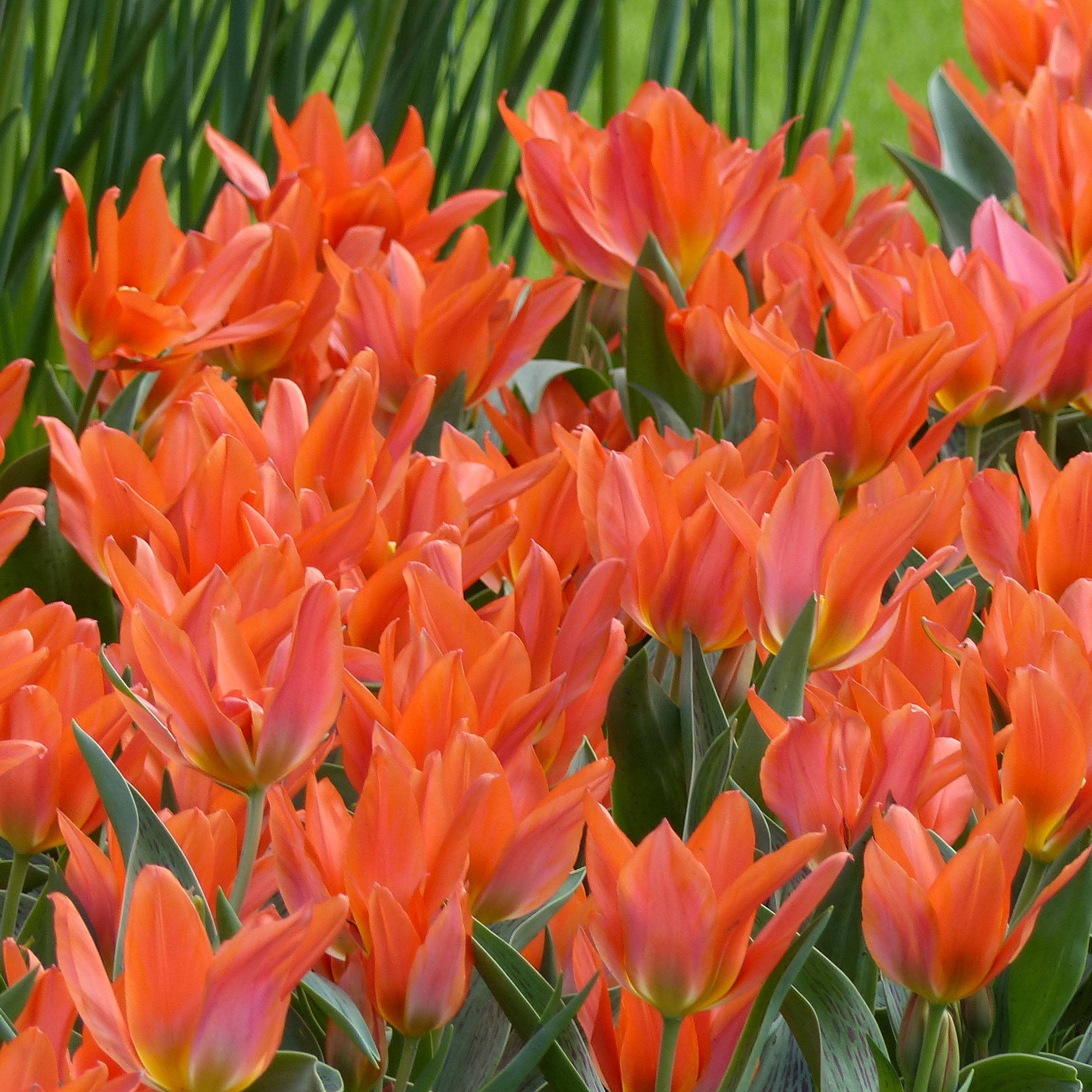 Promesse de Fleurs - Tulipe botanique greigii Toronto Bulbe calibre 10/11 (par 10)