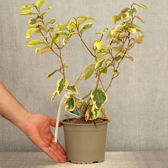 Elaeagnus ebbingei Gilt Edge - Chalef Pot de 2L/3L - Image 2