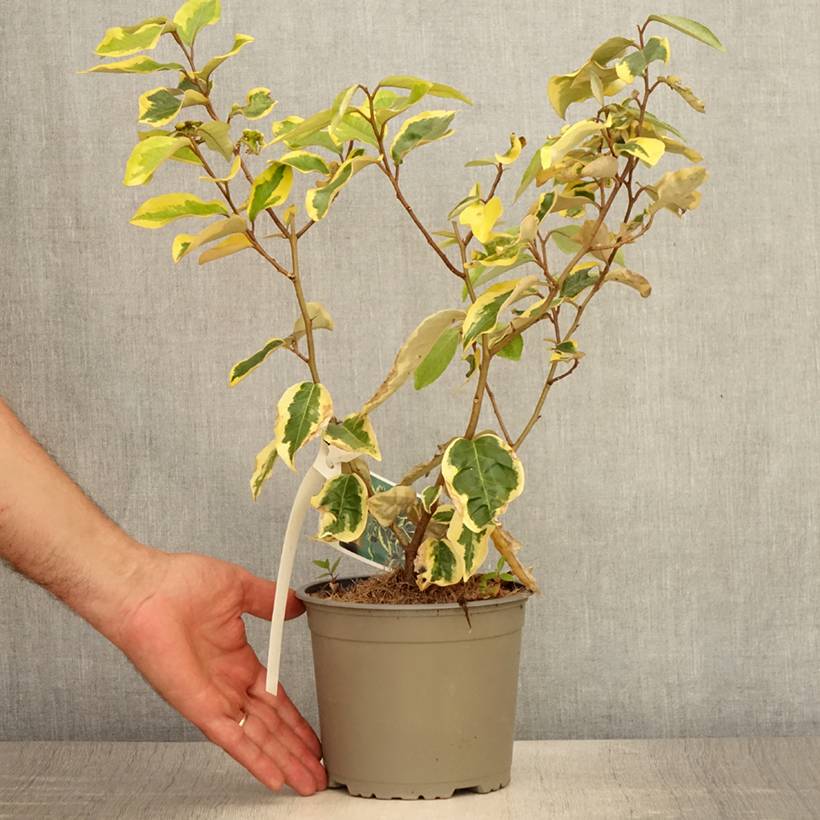 Elaeagnus ebbingei Gilt Edge - Chalef Pot de 2L/3L - Image 2