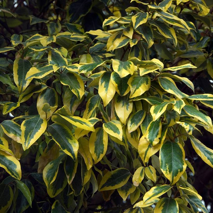Elaeagnus ebbingei Gilt Edge - Chalef Pot de 2L/3L