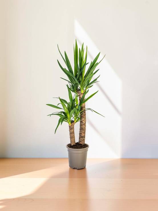 Yucca Elephantipes - D19 H70cm - Image 1