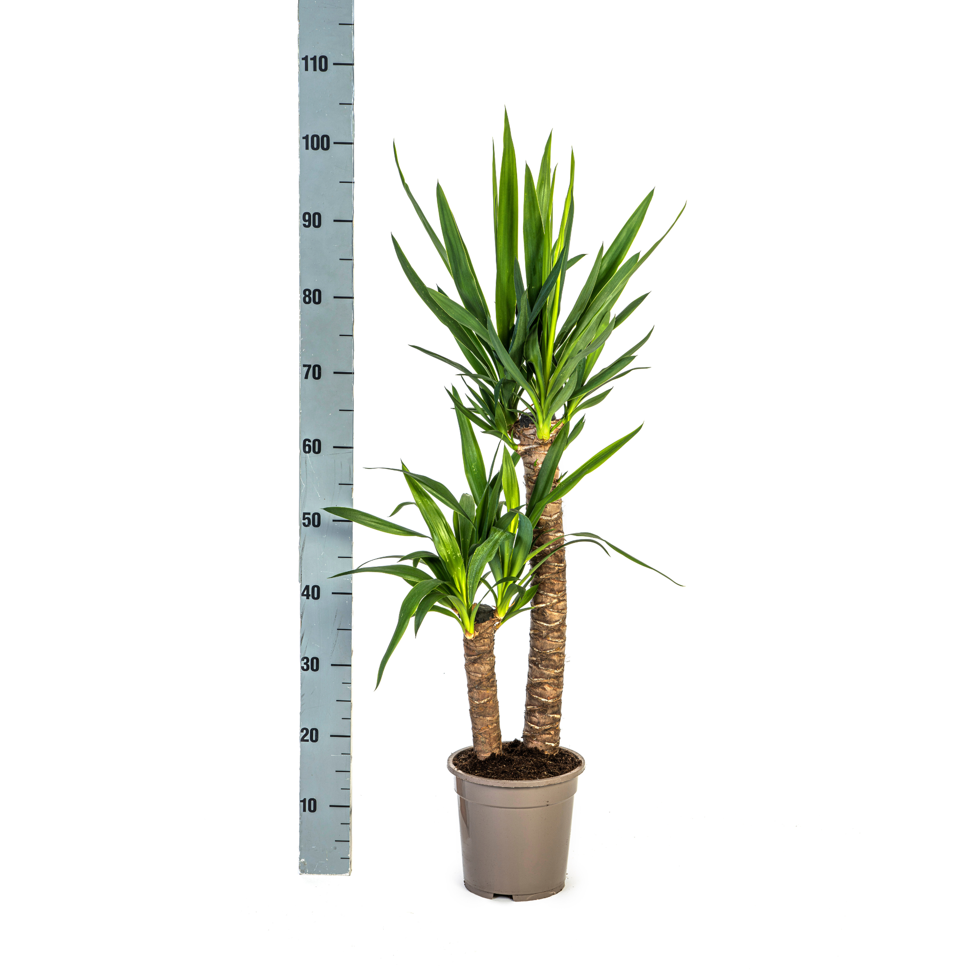 Yucca Elephantipes - D19 H70cm - Image 3