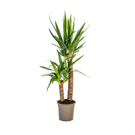 Yucca Elephantipes - D19 H70cm - Image 4