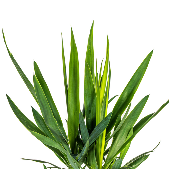 Yucca Elephantipes - D19 H70cm - Image 5