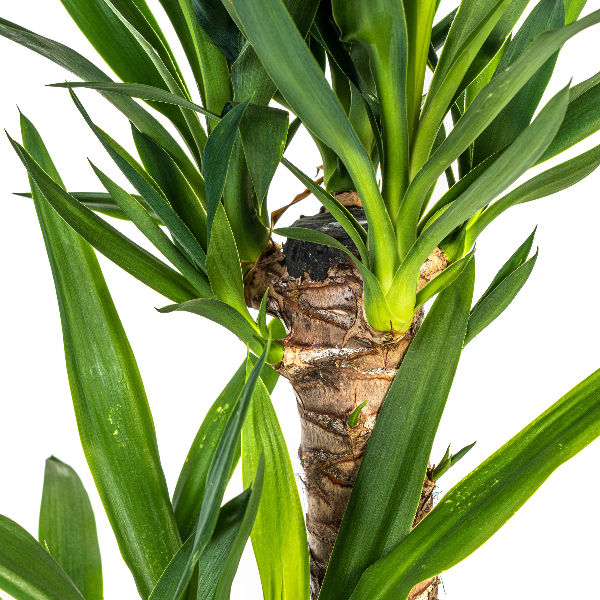 Yucca Elephantipes - D19 H70cm - Image 2
