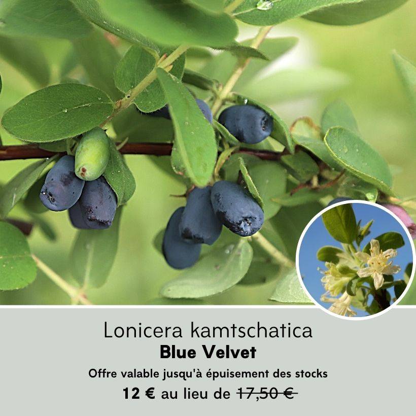 Lonicera caerulea var. kamtschatica Blue Velvet - Baie de mai Pot de  1,5L/2L, Buisson - Gamm vert