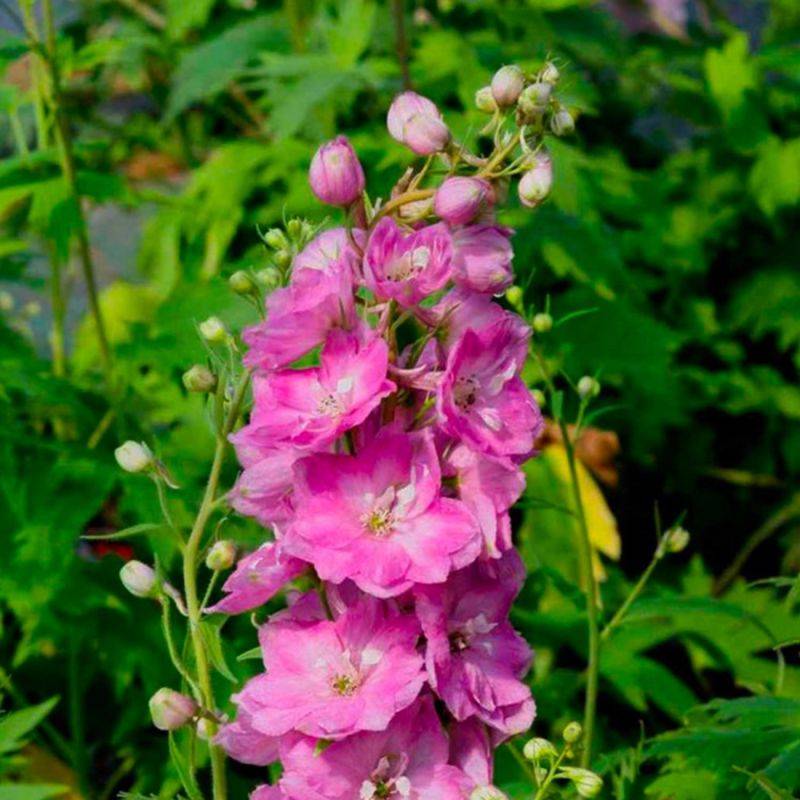 3 Pieds d'Alouette (Delphinium 'Astolat') - Lot de 3 vivaces - Pépinières Naudet - Image 1