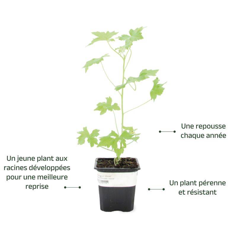 3 Pieds d'Alouette (Delphinium 'Astolat') - Lot de 3 vivaces - Pépinières Naudet - Image 3