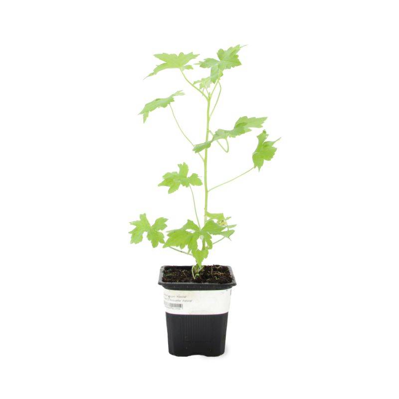 3 Pieds d'Alouette (Delphinium 'Astolat') - Lot de 3 vivaces - Pépinières Naudet - Image 2