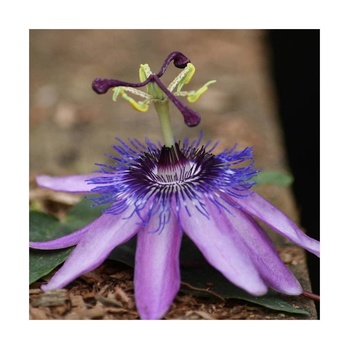 Passiflore Purple Passion® à fleurs Mauve - feuillage Caduc - Godet - 5/10 cm- hauteur à maturité De 2,50 m à 3,00 m - Image 7