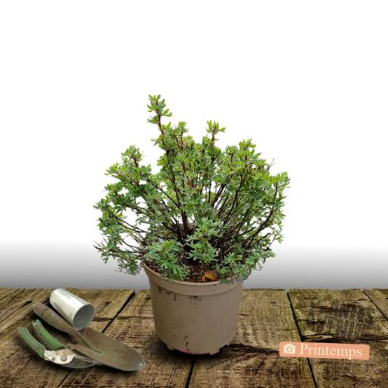 Potentille arbustive Hopley's Orange, Potentilla à fleurs Orange - feuillage Caduc - Pot de 7,5L - 60/80 cm- hauteur à maturité De 1,00 m à 1,50 m - Image 3