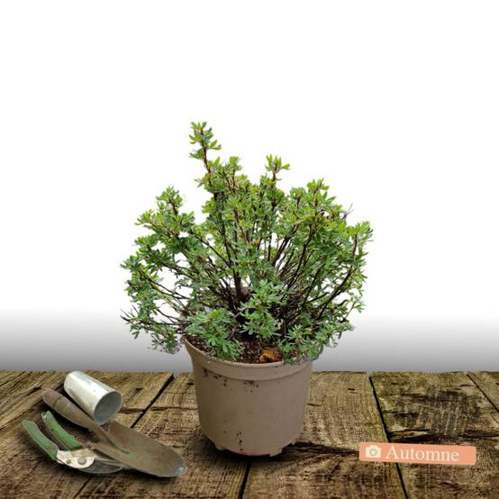 Potentille arbustive Hopley's Orange, Potentilla à fleurs Orange - feuillage Caduc - Pot de 7,5L - 60/80 cm- hauteur à maturité De 1,00 m à 1,50 m - Image 2