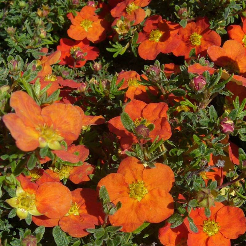 Potentille arbustive Hopley's Orange, Potentilla à fleurs Orange - feuillage Caduc - Pot de 7,5L - 60/80 cm-  hauteur à maturité De 1,00 m à 1,50 m - Image 1