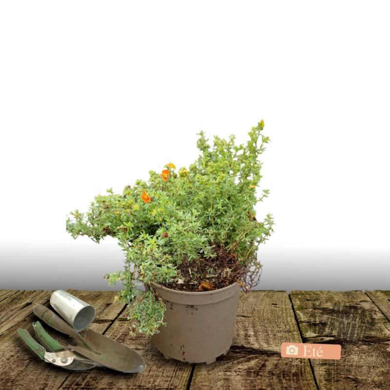 Potentille arbustive Hopley's Orange, Potentilla à fleurs Orange - feuillage Caduc - Pot de 7,5L - 60/80 cm-  hauteur à maturité De 1,00 m à 1,50 m - Image 4