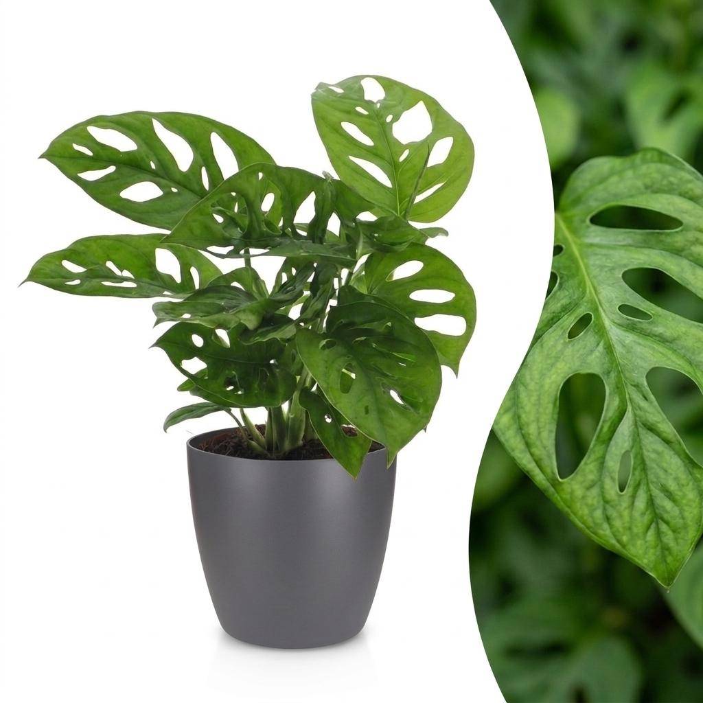 Monstera adansonii - avec pot gris - Ø12cm - ↕25cm - Plantes d’intérieur - Image 1